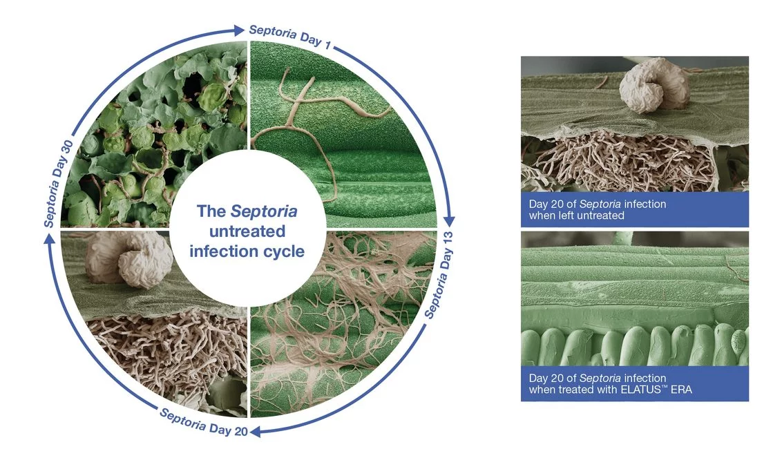 Septoria