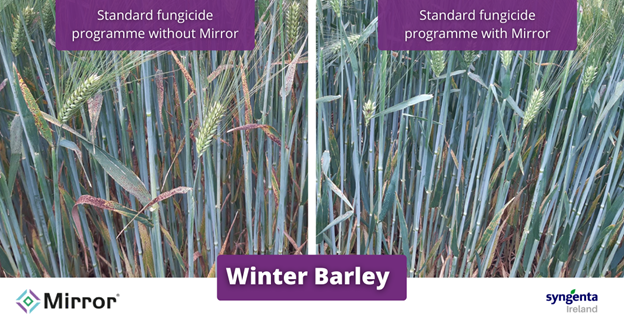 Mirror trials on winter barley