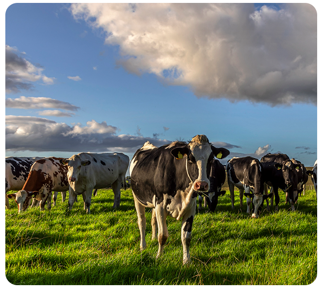 Grassland