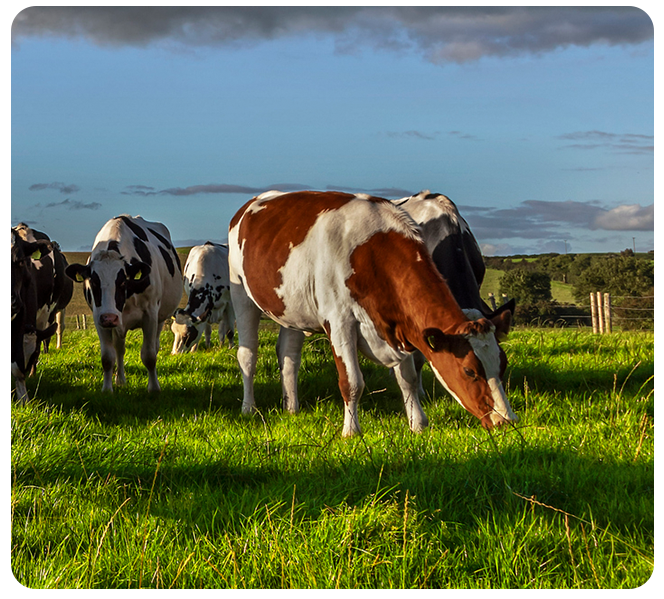 Grassland