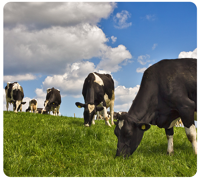 Grassland