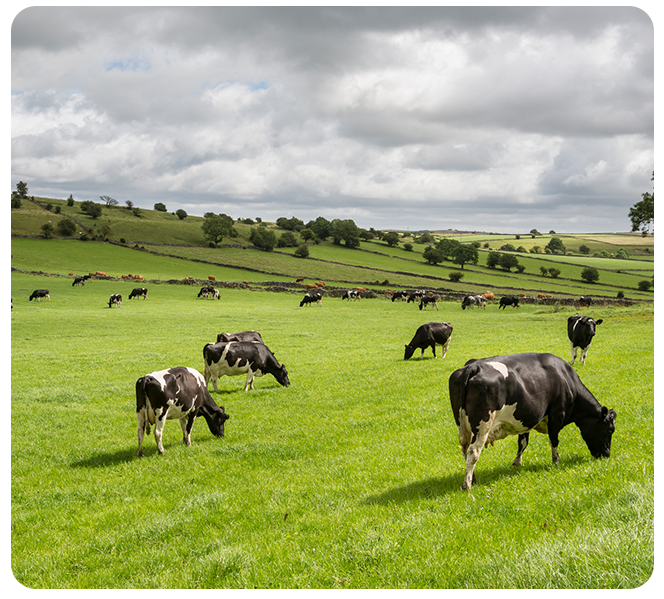 Grassland