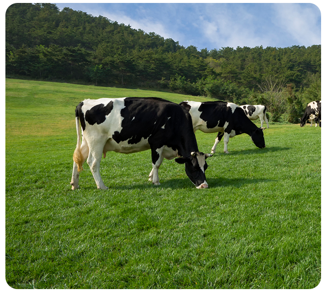 Grassland