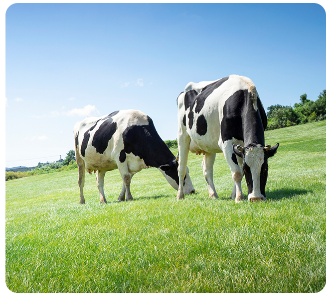 Grassland