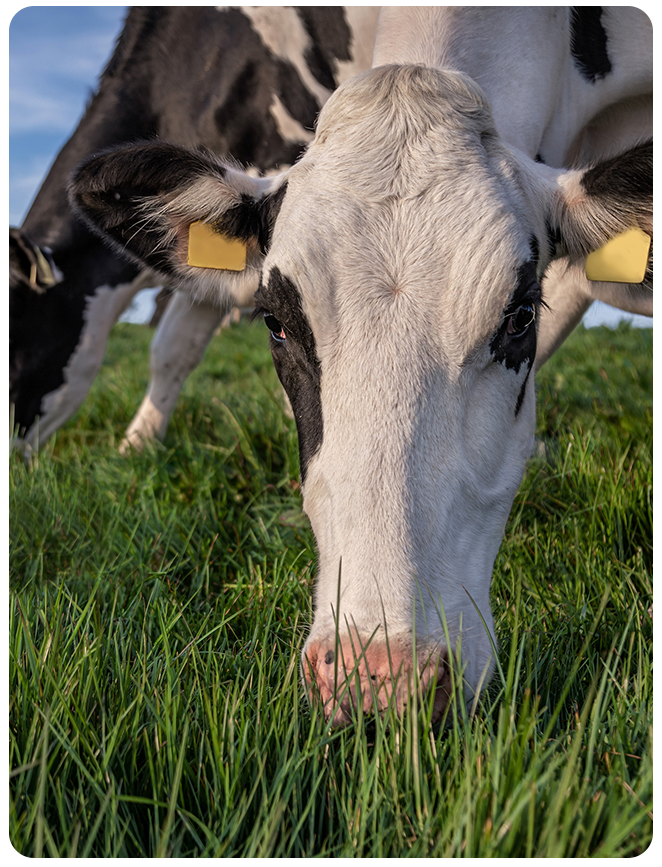 Grassland