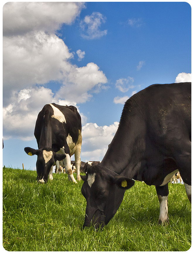 Grassland