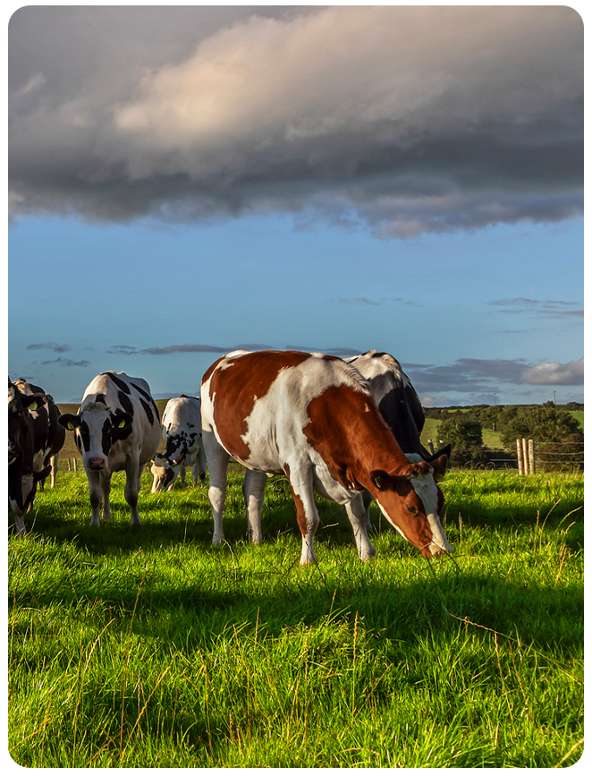 Grassland