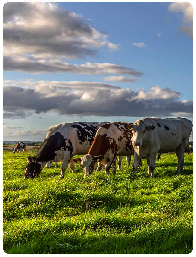Grassland