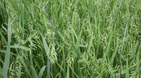 Oats