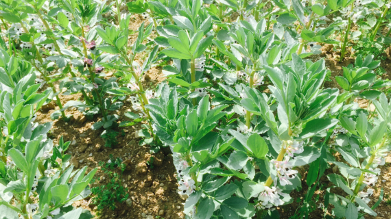 Bean crop 