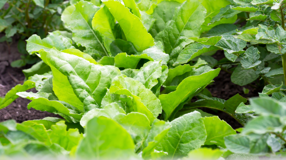 fodder beet crop