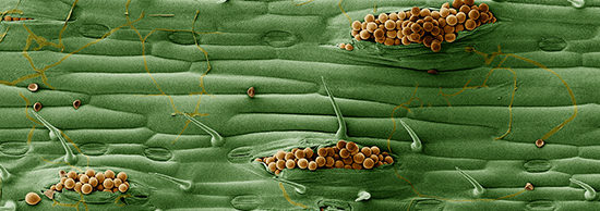 Rust Microscopy Syngenta Elatus Era