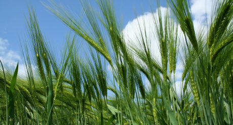 Volume hybrid barley