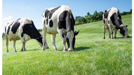 Cows