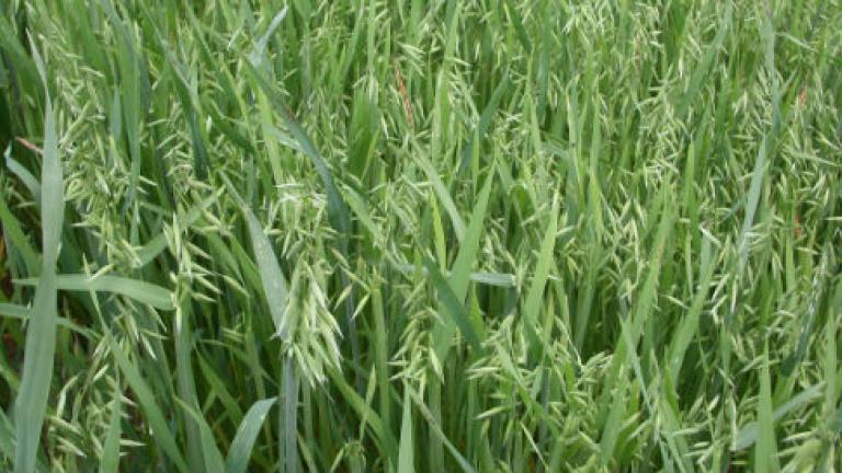 Oats