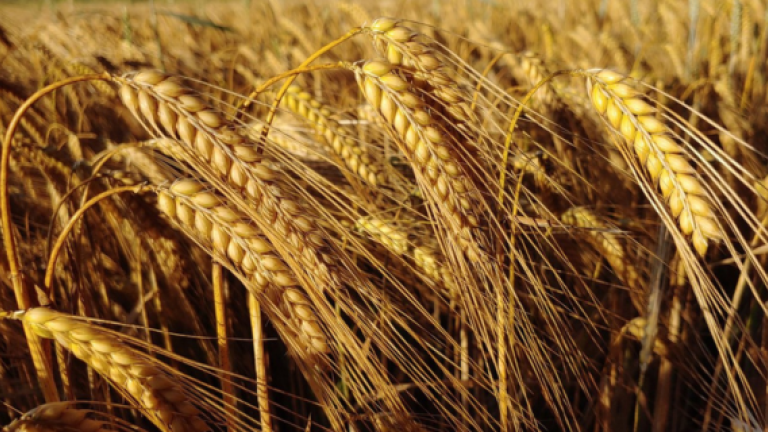 Barley crop 