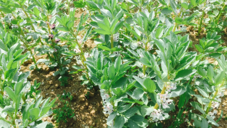 Bean crop 