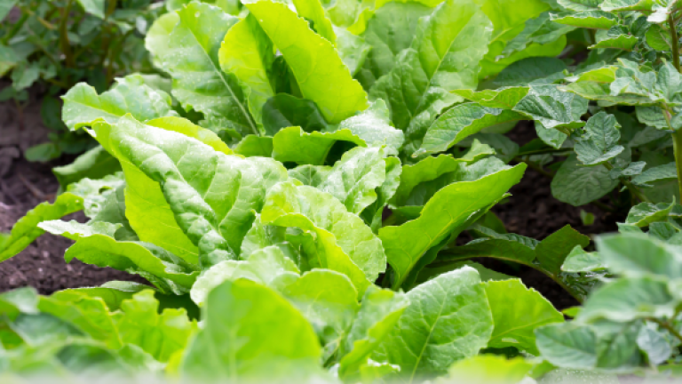 fodder beet crop