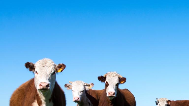Cows