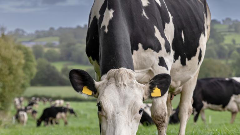 Cows 