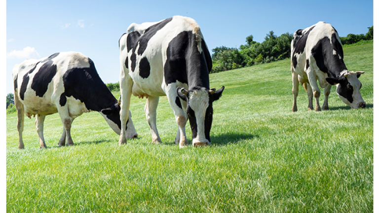 Cows