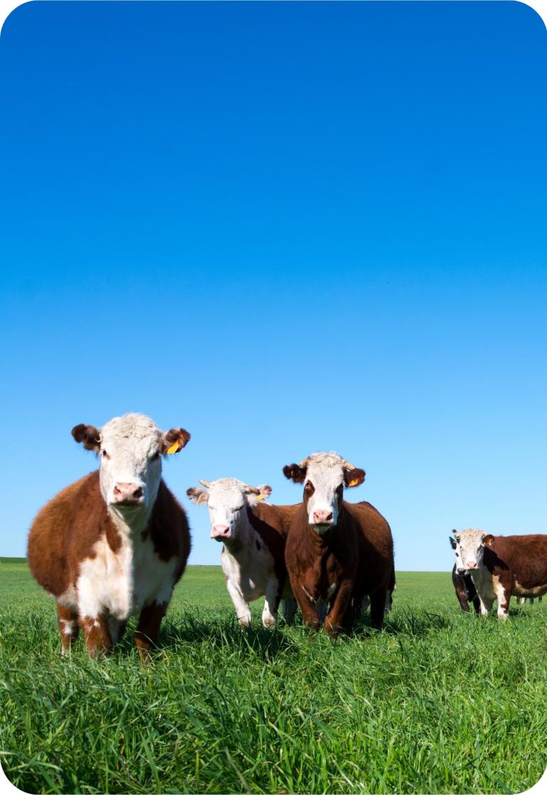 Cows