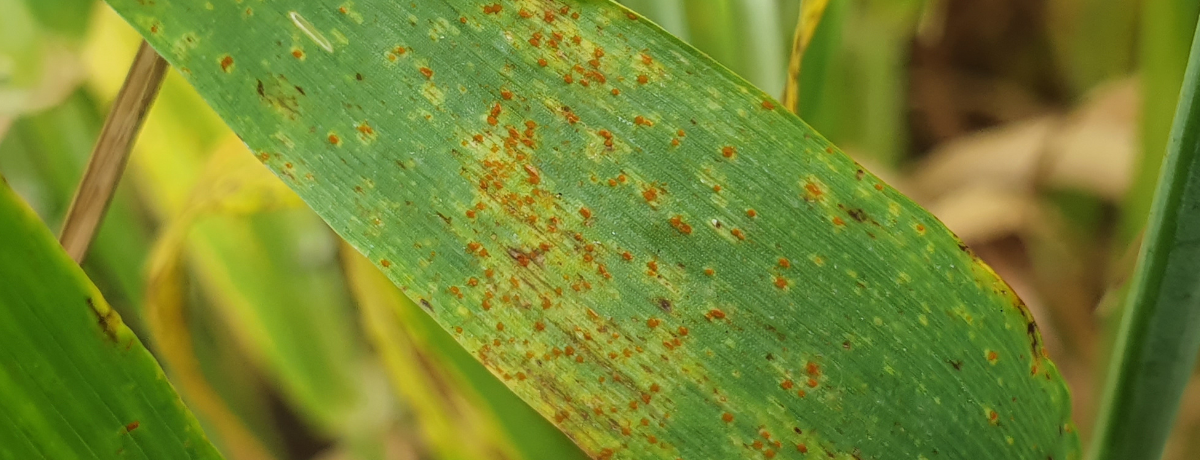 Brown Rust in winter barley