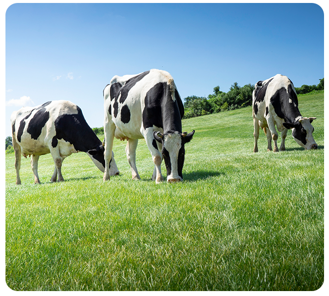 Cows